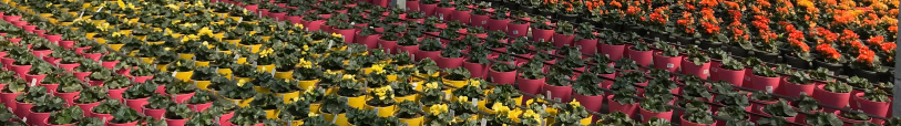 Hort impact report photo 2.png